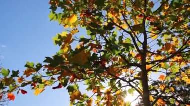 Sonbaharda renkli yapraklarla romantik sonbahar havası, güneş ışığında turuncu, kırmızı ve sarı renklerle parıldıyor. Hindistan 'ın yaz mevsiminde sıcacık renklerle ve makro yapraklarla birlikte doğanın güzel bir tarafı olarak.