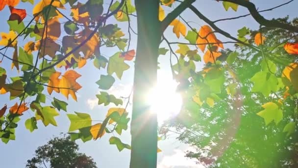 秋には色とりどりの葉を持つロマンチックな秋の気分は 暖かい色とマクロな葉を持つインドの夏の季節に自然の美しい側面としてオレンジ 赤と黄色の色で太陽の光で明るく輝きます — ストック動画