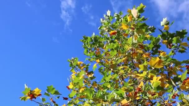 Romantische Herfststemming Met Kleurrijke Bladeren Herfst Schitteren Helder Het Zonlicht — Stockvideo