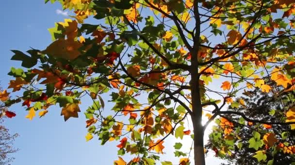 秋天的浪漫心情 秋天的树叶五彩缤纷 在阳光下闪闪发光 红色和黄色 犹如印度夏季美丽的一面 色彩艳丽 叶型硕大 — 图库视频影像