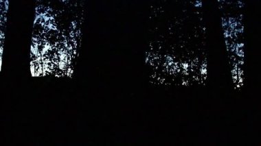 Karanlık orman ve karanlık ağaç siluetleri ile mavi saat günbatımı gizemli atmosfer yaratır ve cadılar bayramı atmosferi ürkütücü ağaçlar ve karanlık orman siluetleri ve gizemli filmler için mavi günbatımı ışığı