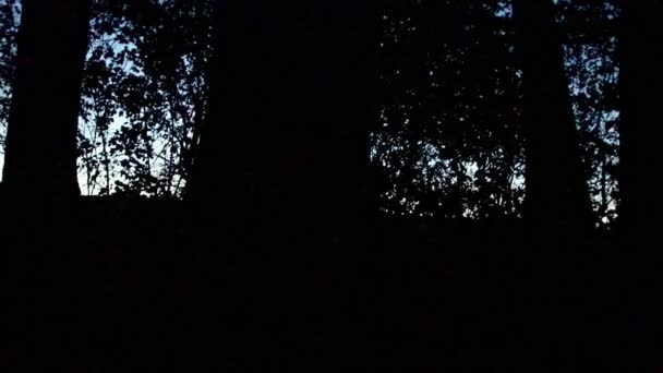 Темний Ліс Силуетами Чорного Дерева Заході Сонця Блакитну Годину Створює — стокове відео