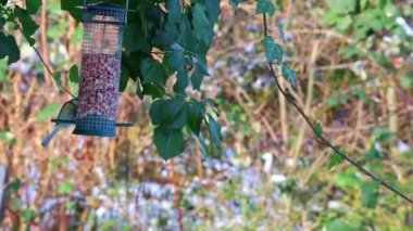 Hungry blue tit on bird feeder hanging in tree for cold winter season to feed songbirds and other birds to beware of starvation in snowy wintertime with seeds and bird food to survice the cold season