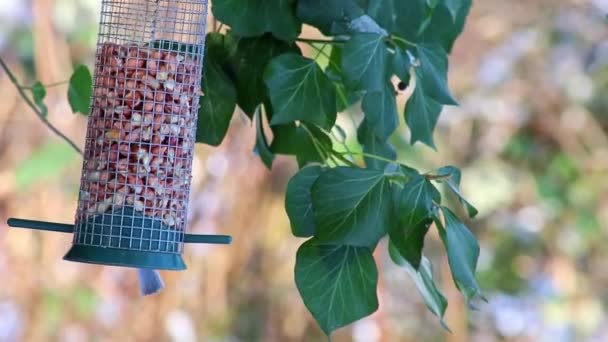Hungry Blue Tit Bird Feeder Hanging Tree Cold Winter Season — стоковое видео