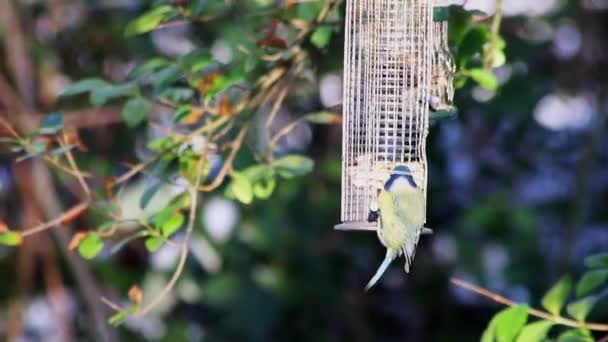 Hungry Blue Tit Bird Feeder Hanging Tree Cold Winter Season — ストック動画