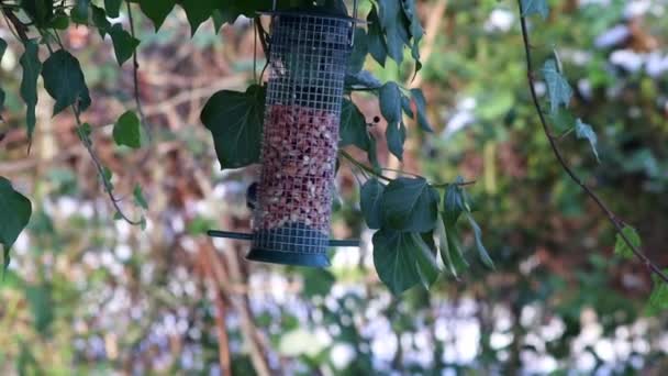 Hungry Blue Tit Bird Feeder Hanging Tree Cold Winter Season — 图库视频影像