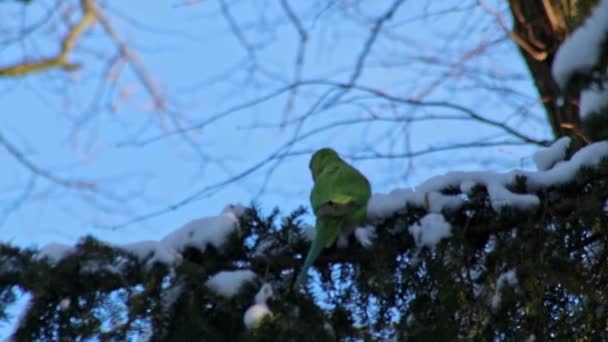 Kışın Yeşil Muhabbet Kuşu Halka Boyunlu Papağan Kuşu Istilacı Türler — Stok video