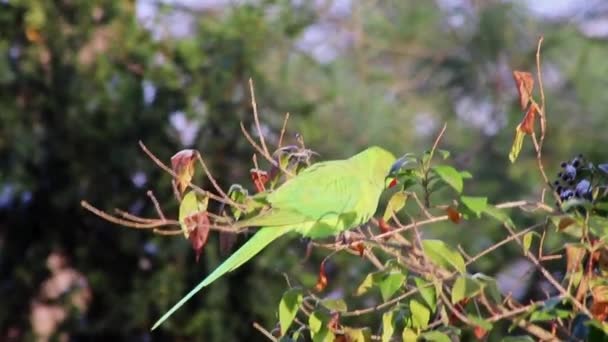 Зелений Папуга Або Кільцеподібний Папуга Зимовий Час Інвазивні Види Завойовують — стокове відео