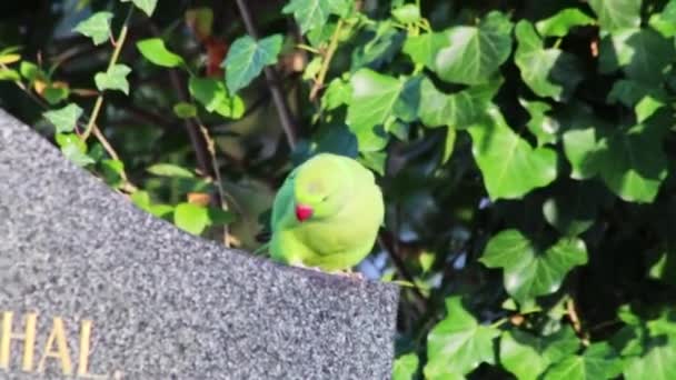 Zelený Papoušek Nebo Papoušek Prstencem Zimě Jako Invazivní Druhy Dobývá — Stock video