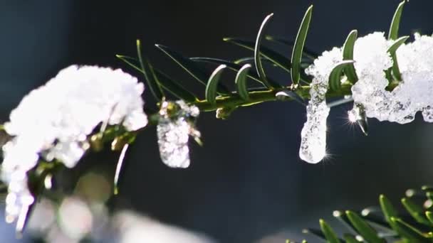 Icicles Melting Ice Hanging Fir Tree December January Wintertime Frozen — Vídeos de Stock