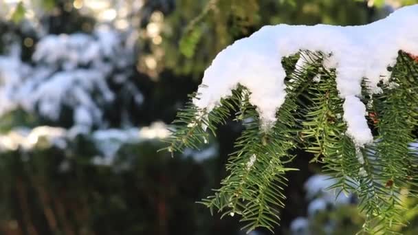 Ледяные Сосульки Тающий Лед Висящие Пихте Декабре Январе Зимой Замерзшая — стоковое видео