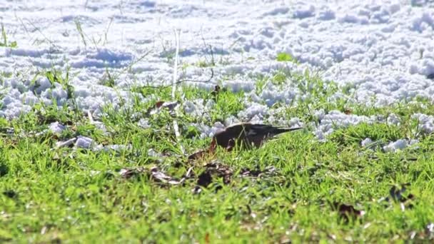 Aves Hambrientas Nieve Buscando Comida Invierno Frío Suelo Enero Febrero — Vídeo de stock