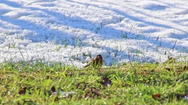 1月と2月に寒い冬に食べ物を求めている雪に飢えた鳥は 種子や昆虫のための白地で霜や雪の冬に食べ物を捜している飢えた動物を示しています — ストック動画