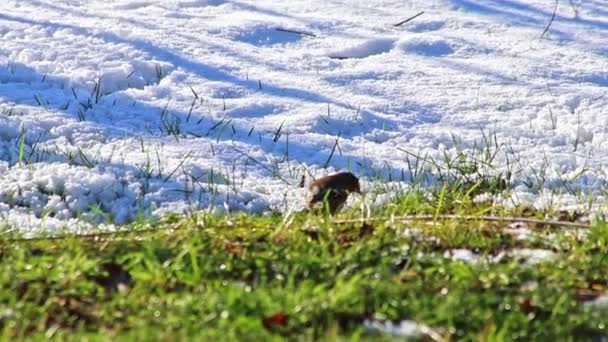 Aves Hambrientas Nieve Buscando Comida Invierno Frío Suelo Enero Febrero — Vídeo de stock