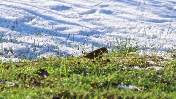 1月和2月 饥饿的雪鸟在寒冷的冬天在地上觅食 饥饿的动物在霜冻中觅食 白地在白雪中觅食 寻找种子和昆虫 — 图库视频影像