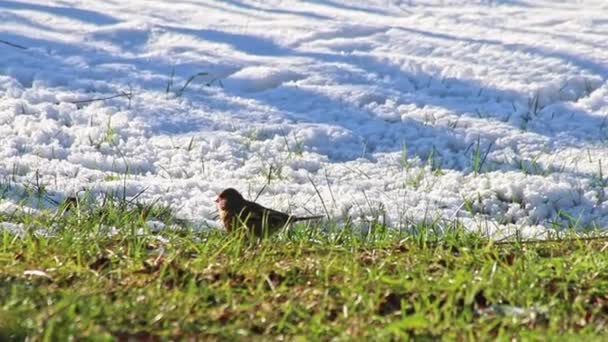 Głodne Ptaki Śniegu Szukające Pożywienia Mroźnej Zimie Ziemi Styczniu Lutym — Wideo stockowe