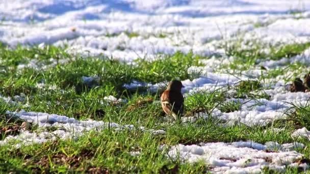 Hungry Birds Snow Looking Food Cold Winter Ground January February — Stock Video