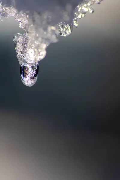 Melting icicle with dripping water drop with crystal clear water drop from melting ice show global warming effect and climate change for melting glaciers indicates end of winter on bright sunshine day