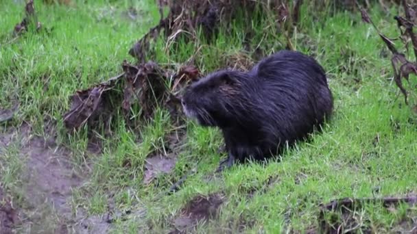 Black Nutria River Shore Grooming Its Wet Fur Showing Long — Stock Video