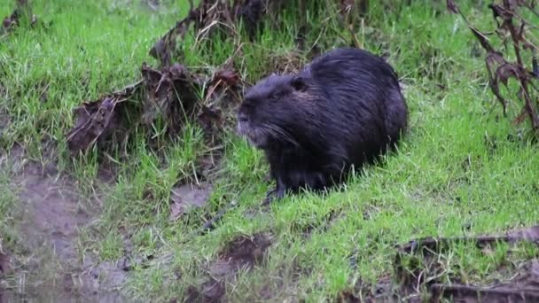 Black Nutria River Shore Grooming Its Wet Fur Showing Long — Stock Video