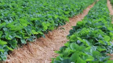 Yeşil çilek bitkileriyle taze çilek tarlası ve ekili tarım arazileri ile baharda organik çilek tarımı arasında kalan saman organik tarım kırsal manzarası gösteriyor.