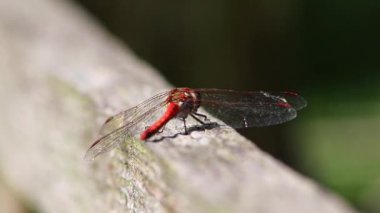 Red dragonfly damselfly odonata warming up for insect hunt eating a fly resting on a branch in summer sunshine and backlight with green background has filigree wings in close-up macro view facet eyes
