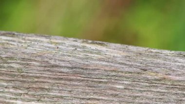 Red dragonfly damselfly odonata warming up for insect hunt eating a fly resting on a branch in summer sunshine and backlight with green background has filigree wings in close-up macro view facet eyes