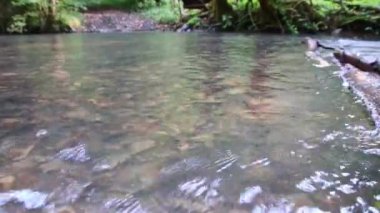 Sakin ve huzurlu nehir suyu yeşil bir orman manzarasında, sakin derede ipeksi dalgalar ve taşlar ile berrak su ve harika sağlıklı çevre ile yürüyüş turizmini rahatlatıyor.