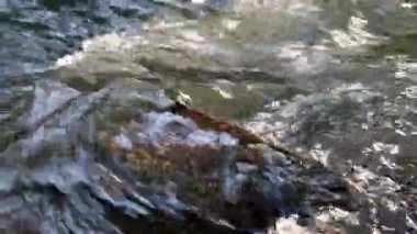 Sakin ve huzurlu nehir suyu yeşil bir orman manzarasında, sakin derede ipeksi dalgalar ve taşlar ile berrak su ve harika sağlıklı çevre ile yürüyüş turizmini rahatlatıyor.