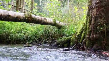 Sakin ve huzurlu nehir suyu yeşil bir orman manzarasında, sakin derede ipeksi dalgalar ve taşlar ile berrak su ve harika sağlıklı çevre ile yürüyüş turizmini rahatlatıyor.