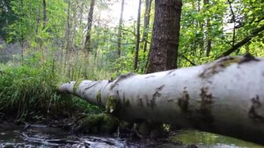 Sakin ve huzurlu nehir suyu yeşil bir orman manzarasında, sakin derede ipeksi dalgalar ve taşlar ile berrak su ve harika sağlıklı çevre ile yürüyüş turizmini rahatlatıyor.
