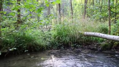 Sakin ve huzurlu nehir suyu yeşil bir orman manzarasında, sakin derede ipeksi dalgalar ve taşlar ile berrak su ve harika sağlıklı çevre ile yürüyüş turizmini rahatlatıyor.