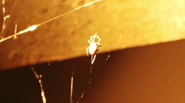 Orbweaver ya da neon ışıklı bahçe örümcekleri, örümcek ağları ve uçan böceklerle turuncu şehir gecesini gösterirler örümcekleri örümcekleri ören örümcekleri, örgü ören turuncu ışıklı yırtıcı hayvanları avlarlar.