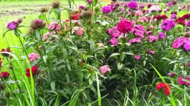 Çiçek açan çiçeklerin rengarenk çeşitliliğinde kendi kendine toplanan çiçekler sürdürülebilir bahçıvanların yaz mevsiminde çiçek tarlaları dürüst müşteriler için çiçekçi olarak kendi kendilerine çiçek toplarlar.