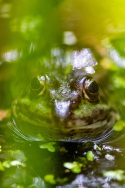 Yeşil kurbağa ya da avrupa kurbağası cennet bahçesindeki gölette pusuya yatmış büyük gözlü böcekler için akşam güneşinde parlayan güzel amfibi kurbağası kameraya bakarken başını suyun içinde gösteriyor.