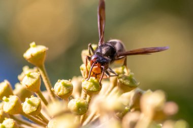 Macro of Big hornet collecting nectar pollen while dusting a blooming bush in autumn is big impressive venomous insect with poisonous stinger and big mandibles as king of insects yellow jacket flying clipart