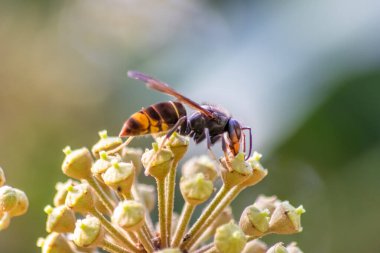 Macro of Big hornet collecting nectar pollen while dusting a blooming bush in autumn is big impressive venomous insect with poisonous stinger and big mandibles as king of insects yellow jacket flying clipart