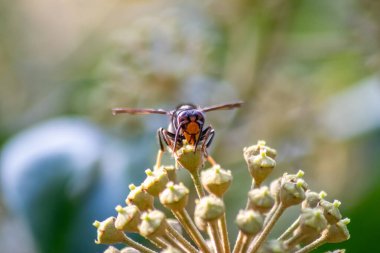 Sonbaharda çiçek açan çalıların tozunu alırken nektar poleni toplayan Büyük eşekarısı zehirli iğnesi ve büyük çenesi olan büyük zehirli böceklerin sarı ceketlerinin kralıdır.
