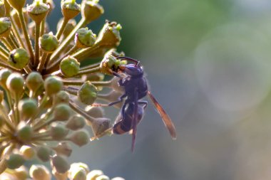 Sonbaharda çiçek açan çalıların tozunu alırken nektar poleni toplayan Büyük eşekarısı zehirli iğnesi ve büyük çenesi olan büyük zehirli böceklerin sarı ceketlerinin kralıdır.