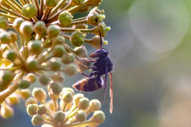 Sonbaharda çiçek açan çalıların tozunu alırken nektar poleni toplayan Büyük eşekarısı zehirli iğnesi ve büyük çenesi olan büyük zehirli böceklerin sarı ceketlerinin kralıdır.