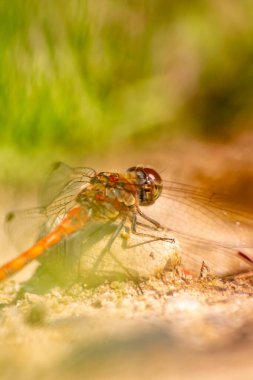 Red Crimson dragonfly in profile Impressive shot of insect killer dragonfly warming up in sunshine waiting for flies or insects to hunt for as beneficial animal red facete eyes macro filigree wings clipart