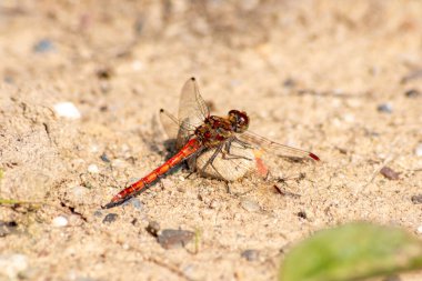 Kırmızı yusufçuk profilinde böcek katili yusufçuğun güneş ışığında ısınırken etkileyici bir görüntüsü var. Sineklerin ya da böceklerin faydalı kırmızı yüzlü, makro gözlü kanatlar için avlanmasını bekliyor.