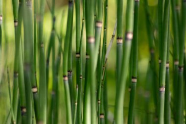 Yeşil bambu arkaplan ya da yeşil bambu duvar kağıdı yakın çekim makro görüntüsünde sürdürülebilir duvar kağıdı veya zarif doğal arkaplan yeşili renkleri olarak yeşil bulanık seviyeli bambu yapısının ayrıntılarını gösterir