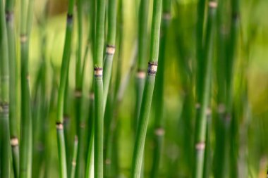 Yeşil bambu arkaplan ya da yeşil bambu duvar kağıdı yakın çekim makro görüntüsünde sürdürülebilir duvar kağıdı veya zarif doğal arkaplan yeşili renkleri olarak yeşil bulanık seviyeli bambu yapısının ayrıntılarını gösterir