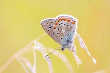 Profil görünümlü güzel renkli kelebek arka planı parlak bulanık bokeh yaz tarlasında filigran kanatları ve canlı renklerde kamuflaj böcekleri vahşi çimenlerde tozlaşmayı gizliyor