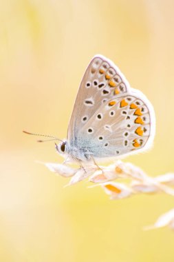 Profil görünümlü güzel renkli kelebek arka planı parlak bulanık bokeh yaz tarlasında filigran kanatları ve canlı renklerde kamuflaj böcekleri vahşi çimenlerde tozlaşmayı gizliyor