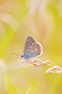 Profil görünümlü güzel renkli kelebek arka planı parlak bulanık bokeh yaz tarlasında filigran kanatları ve canlı renklerde kamuflaj böcekleri vahşi çimenlerde tozlaşmayı gizliyor