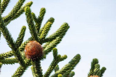 Araucaria ya da mavi arka planlı maymun kuyruk ağacı üzerindeki Araucaria kozalakları, dikenli yapraklı ve tohumlu bitkinin iğnelerinin özel botanik kozalaklarıyla nesli tükenmekte olan bitkinin sivri detaylarını gösteriyor.