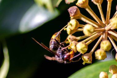 Macro of Big hornet collecting nectar pollen while dusting a blooming bush in autumn is big impressive venomous insect with poisonous stinger and big mandibles as king of insects yellow jacket flying clipart