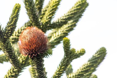 Araucaria ya da mavi arka planlı maymun kuyruk ağacı üzerindeki Araucaria kozalakları, dikenli yapraklı ve tohumlu bitkinin iğnelerinin özel botanik kozalaklarıyla nesli tükenmekte olan bitkinin sivri detaylarını gösteriyor.